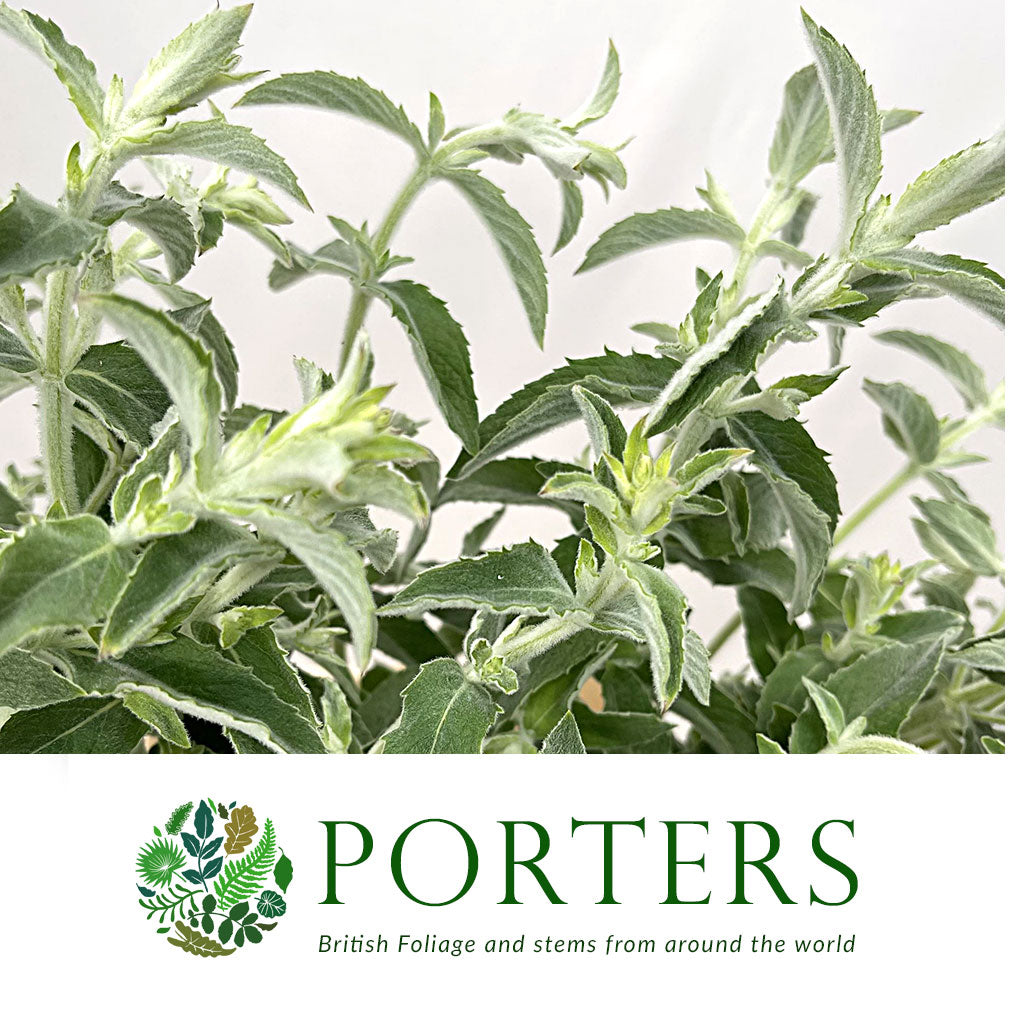 Mint &#39;Silver&#39; (Cultivated E) (x20)