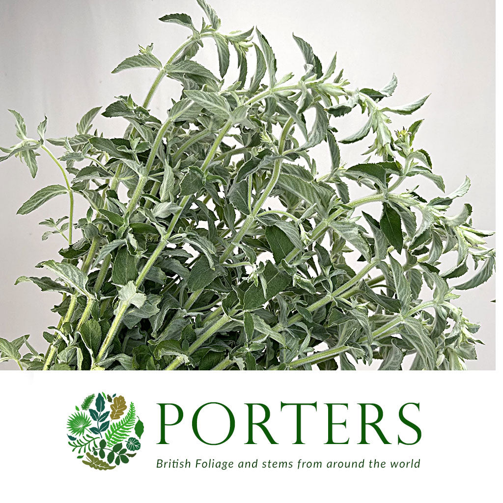 Mint &#39;Silver&#39; (Cultivated E) (x20)