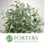 Mint 'Silver' (Cultivated E) (x20)