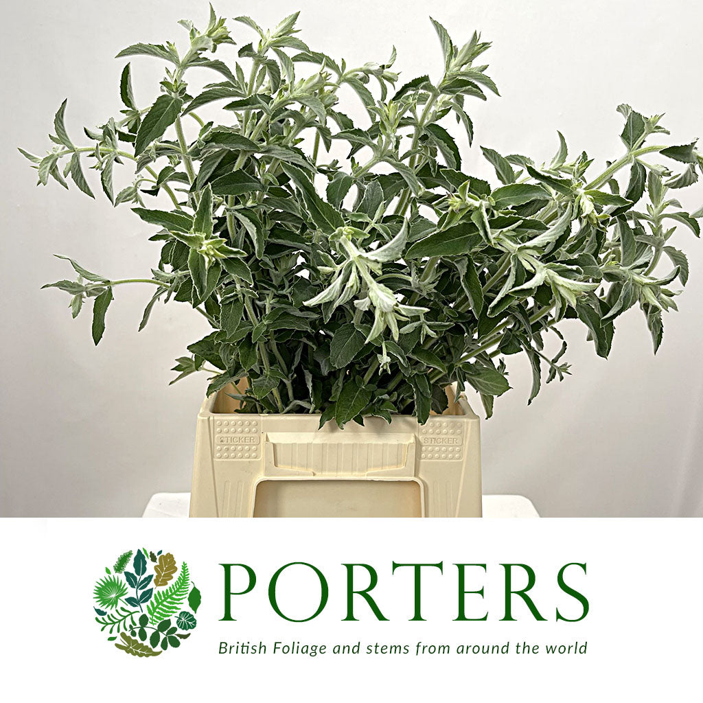 Mint &#39;Silver&#39; (Cultivated E) (x20)