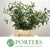 Mint 'Silver' (Cultivated E) (x20)