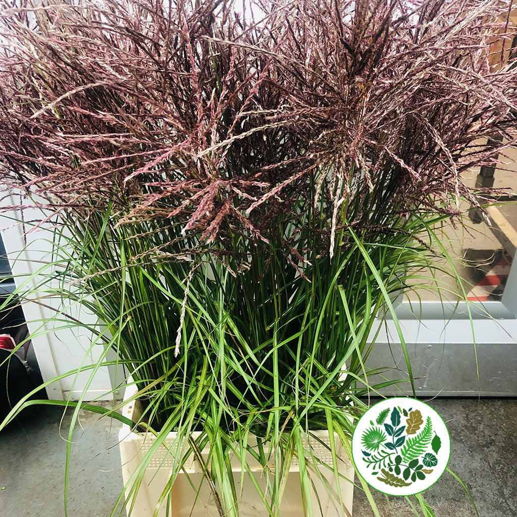 Grass &#39;Miscanthus&#39; (Cultivated E) (x10)