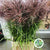 Grass 'Miscanthus' (Cultivated E) (x10)