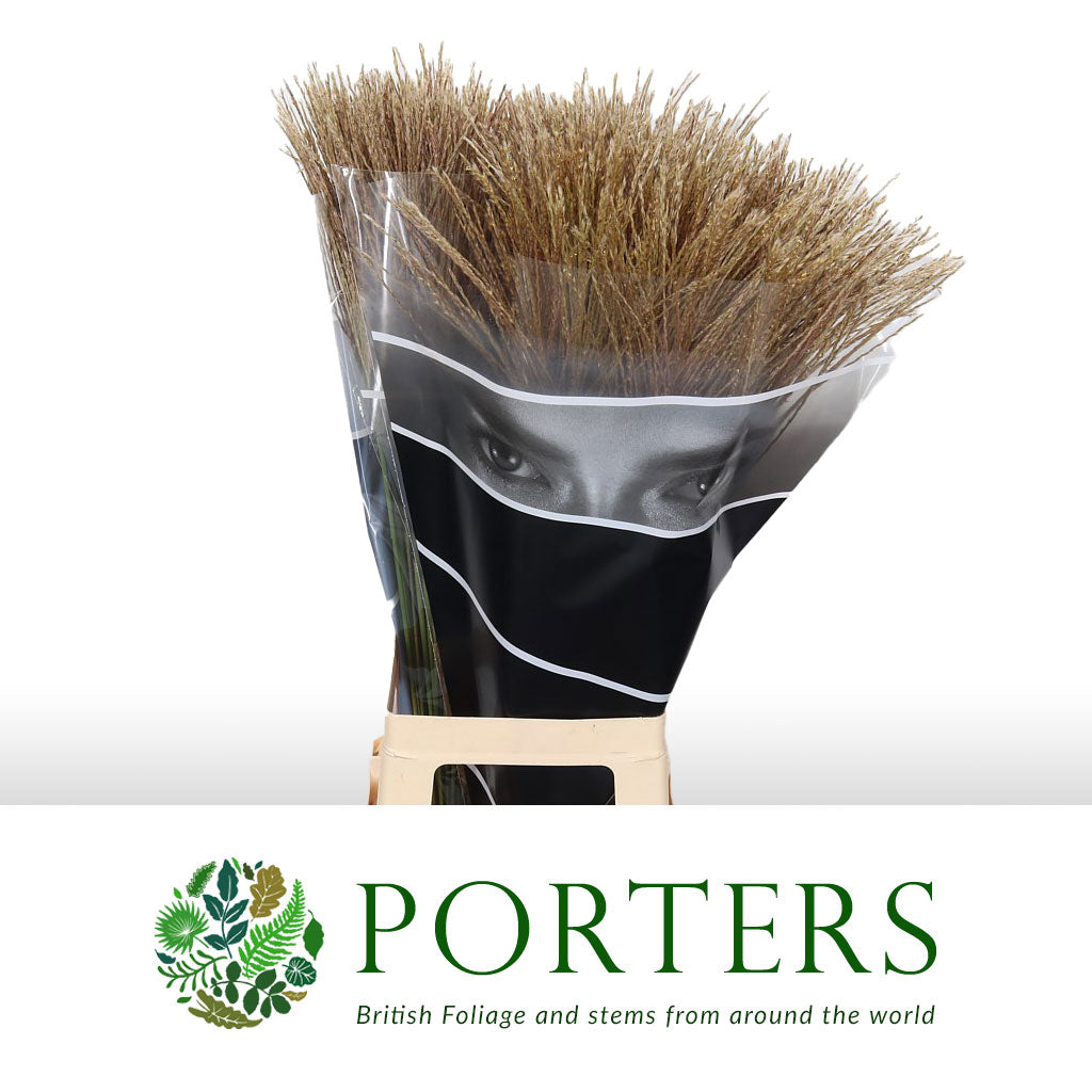 Grass &#39;Miscanthus&#39; (Ferner Osten) 80cm (x50)