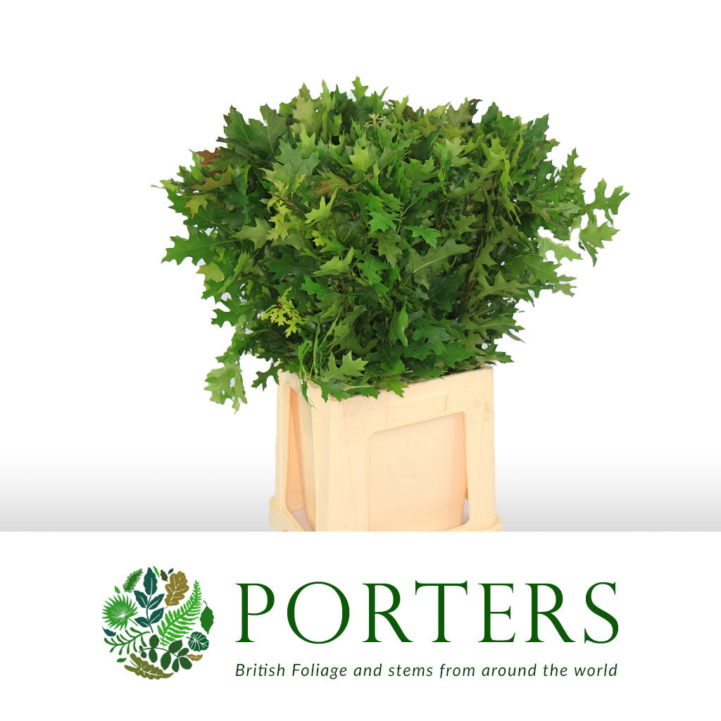 Oak Foliage &quot;Small Leaf&quot; Natural 80cm (x20)