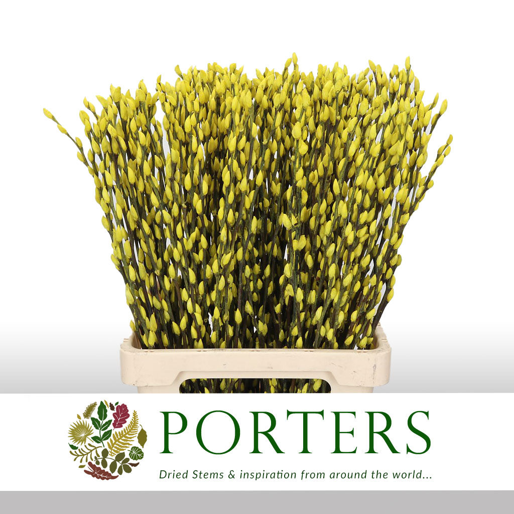 Pussy Willow (Painted) 90cm (Various Colours) (x10)