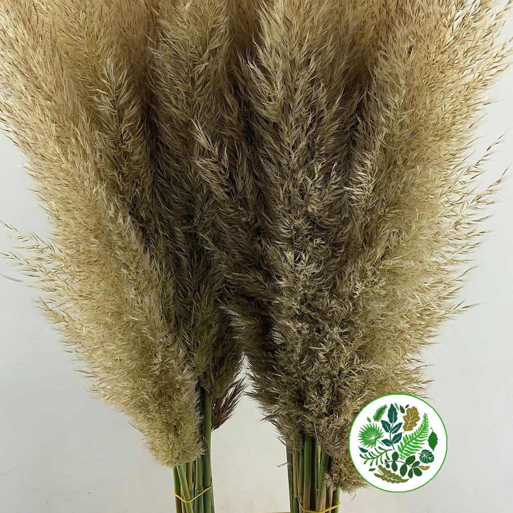 Pampas &#39;Fresh&#39; (Natural) (Cultivated E) 100-120cm (x5)