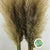 Grass 'Pampas' (Cultivated E) 140-150cm
