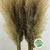 Grass 'Pampas' (Fresh) (Natural) (Cultivated E) 100-120cm (x5)