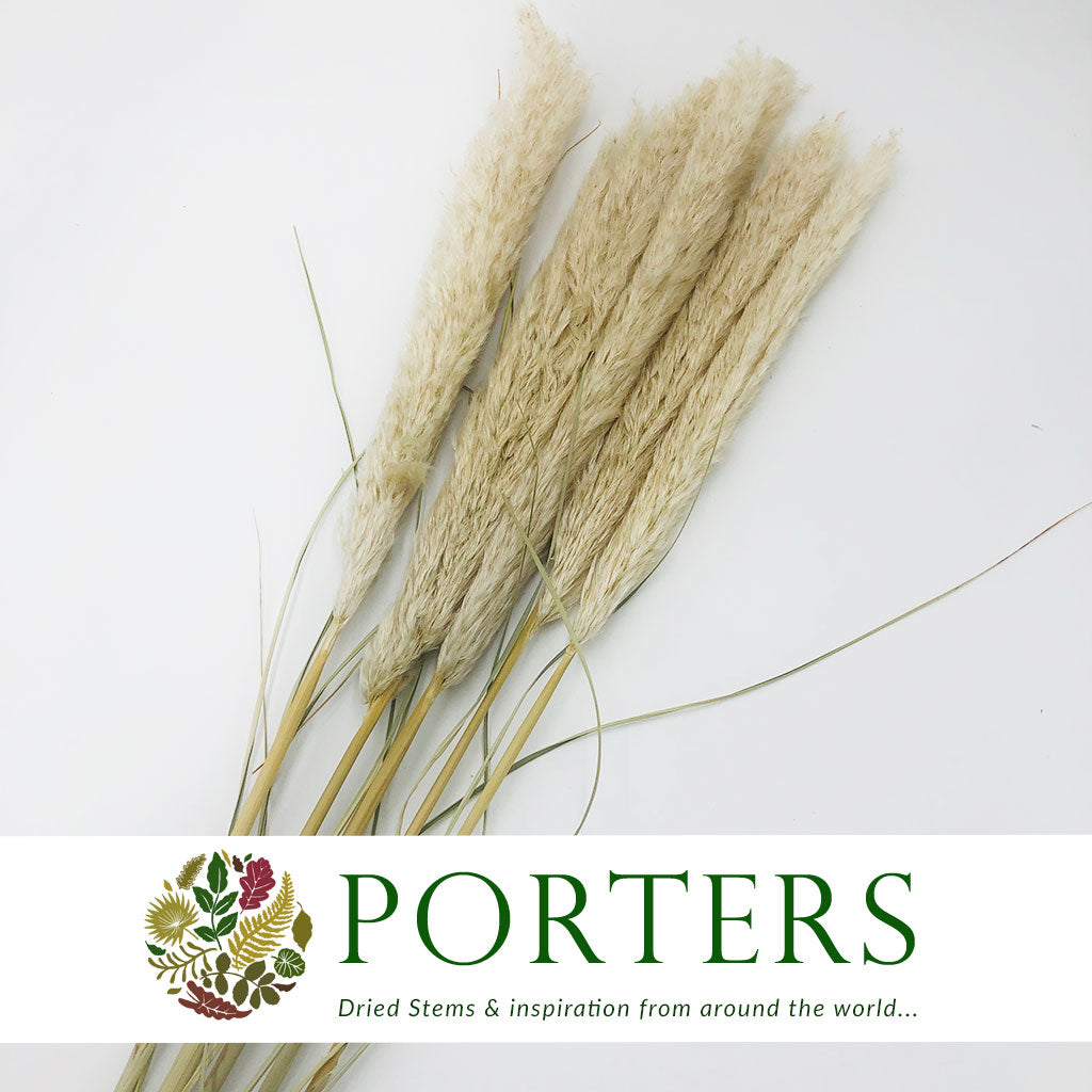 Grass &#39;Pampas&#39; (Bleached Premium) (DRY) (x5)
