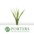 Pandanus Star Tips Per Stem
