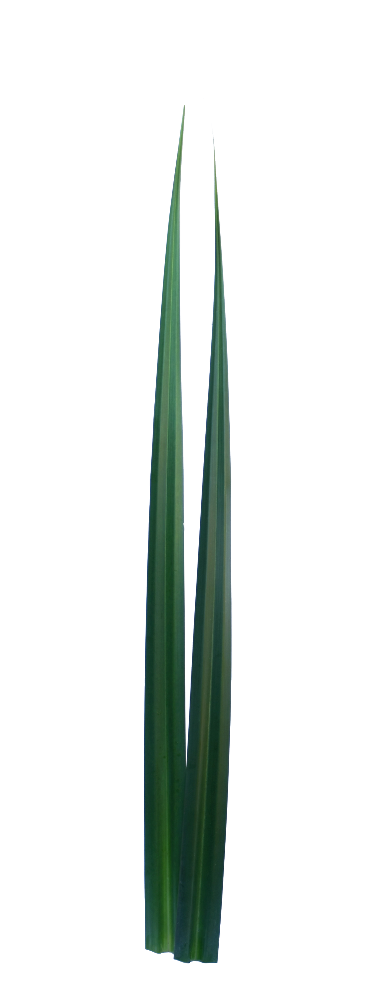 Pandanus &#39;Leaves&#39; Green 1m (x10)