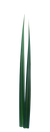 Pandanus 'Leaves' Green 1m (x10)