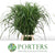 Grass 'Panicum' Virgatum 'Squaw' 90cm (x50)