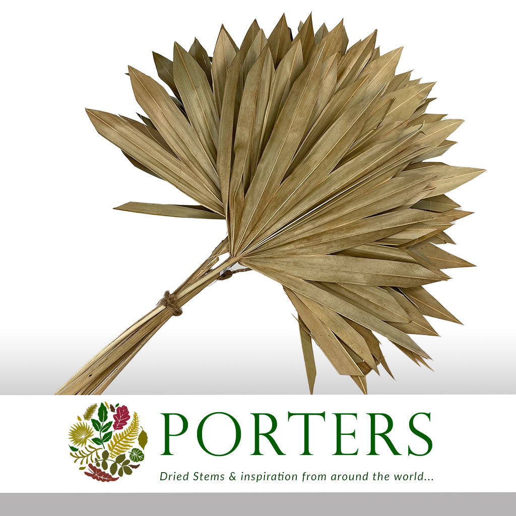 Palm &#39;Fan Palm&#39; (Natural) (DRY) (x10)