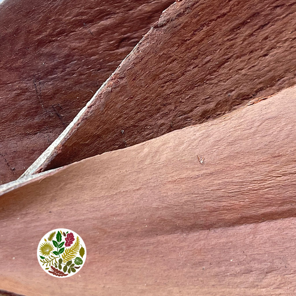 Coconut 'Mini Boats' (Natural) (DRY) (x10)