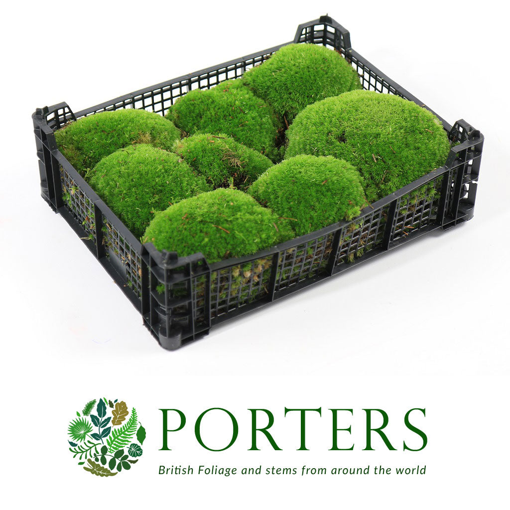Moss &#39;Bun Moss&#39;