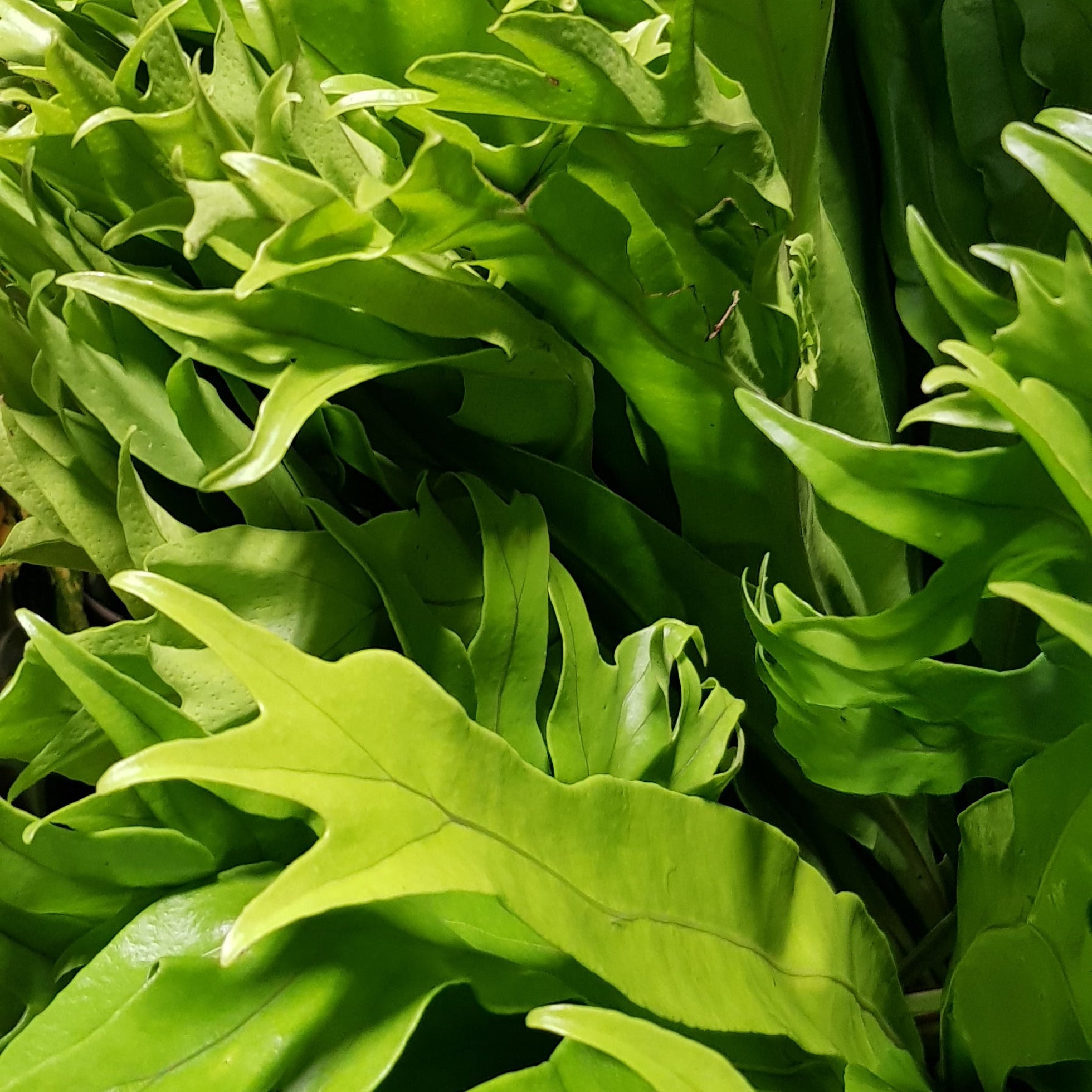 Polypodium 'Cristal' Leaves (x10 (Various Sizes)