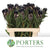 Protea 'Black Lepido' 60cm (x5)
