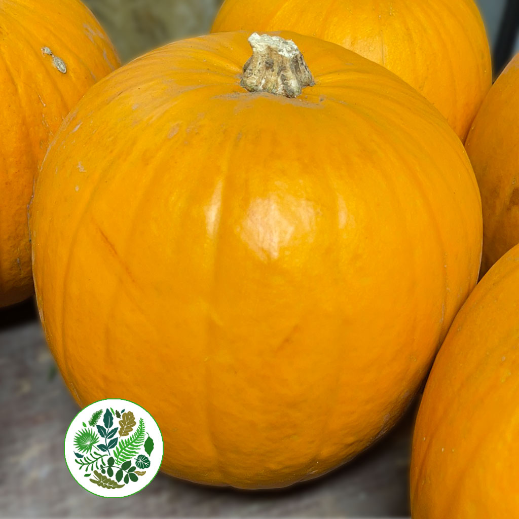 Pumpkins Normal traditional (Various Sizes)