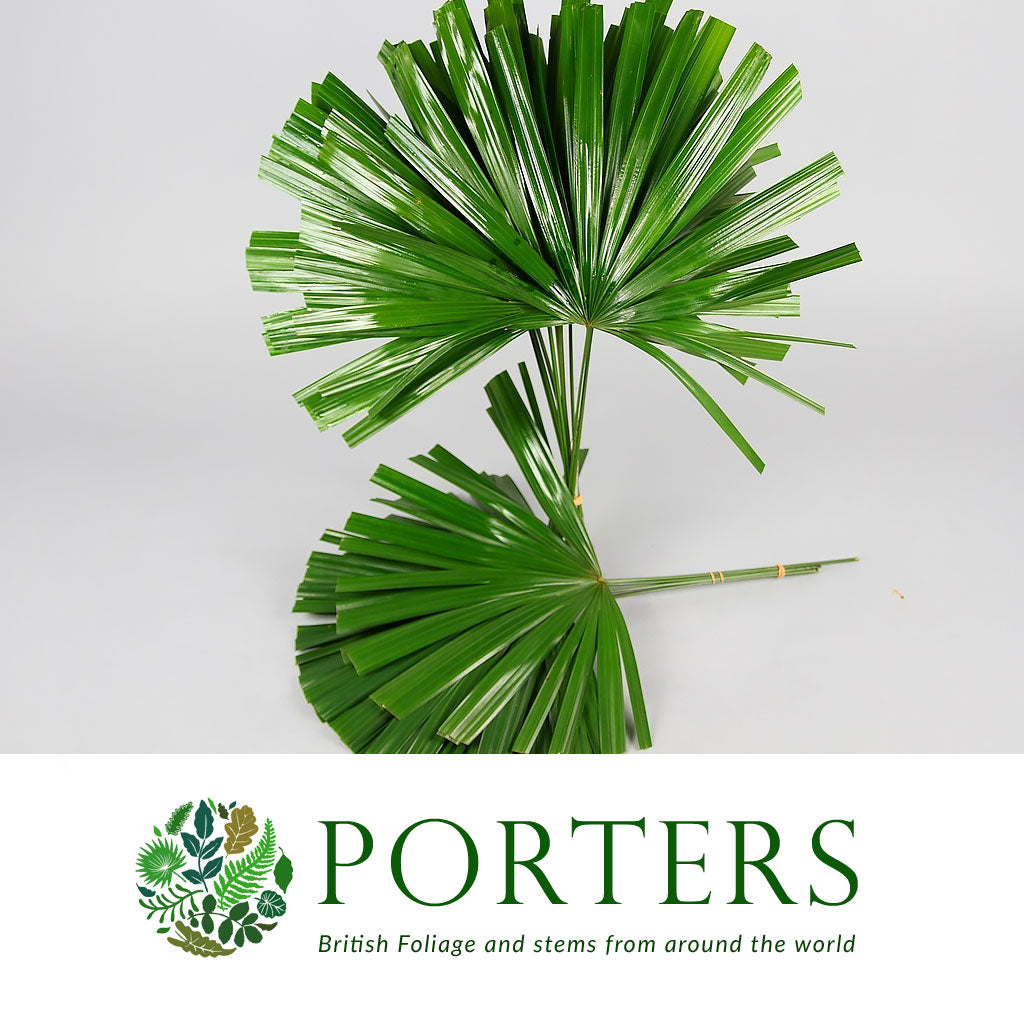 Palm &#39;Raphis&#39; Leaves Cut 52cm (x10)