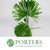 Palm 'Raphis' Leaves Cut 52cm (x10)