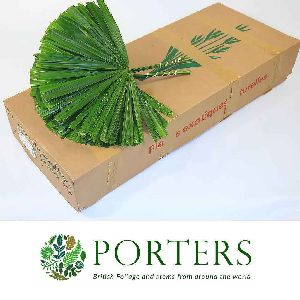 Palm &#39;Raphis&#39; Leaves Cut 52cm (x10)