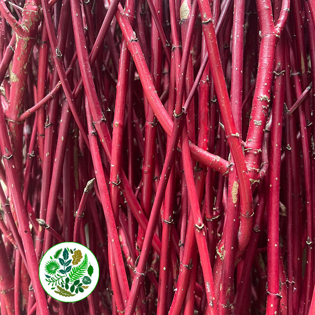 Dogwood &#39;Red&#39; (Cultivated) (Various Lengths)