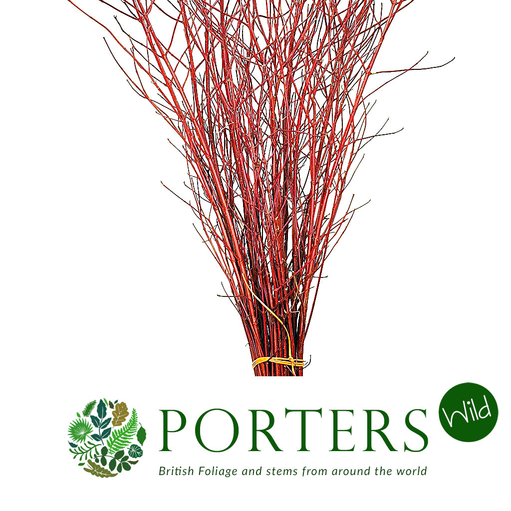 Dogwood 'Red' (Wild) (Various Lengths)