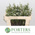 Phylicia 'Rock' 50cm (x10)
