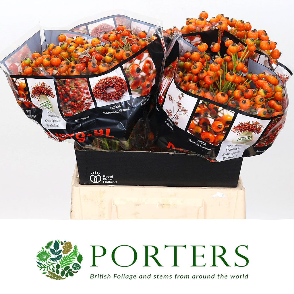 Rose Hips 'Hip Hop' (Various Heights)