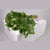 Salal (Large)