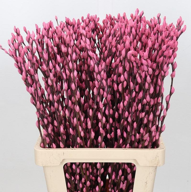 Pussy Willow (Painted) 70cm (Various Colours) (x10)