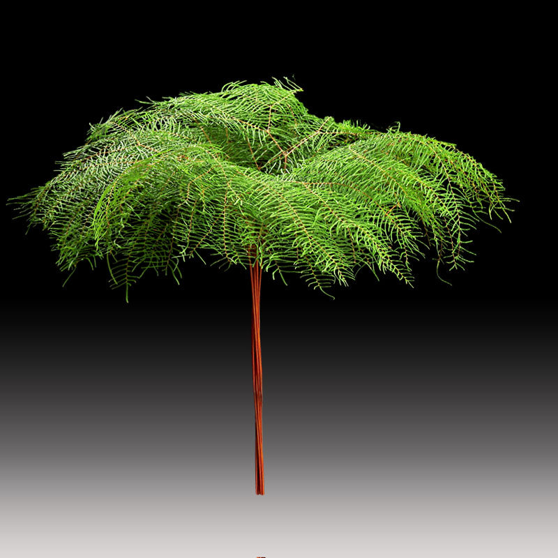 Fern &#39;Sea Star&#39; (x10)