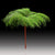 Fern 'Sea Star' (x10)