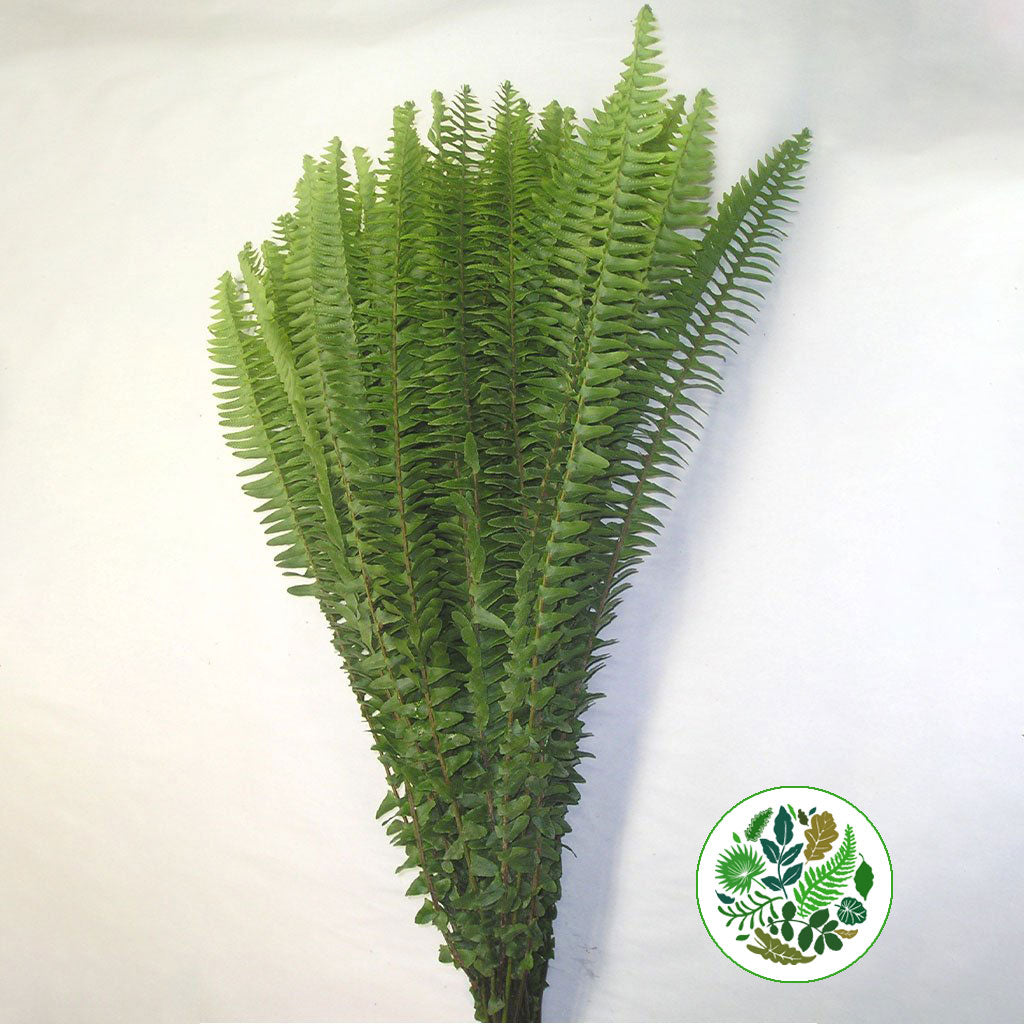 Fern &#39;Sharon&#39; 60cm (x50)