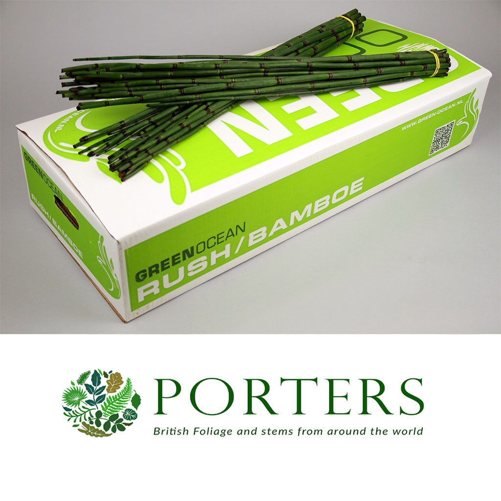 Grass &#39;Snake Grass&#39; (Equisetum)