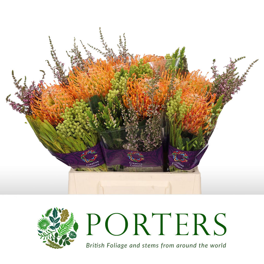 Pincushion Protea &#39;BQ&#39; (Soliel)