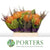 Pincushion Protea 'BQ' (Soliel)