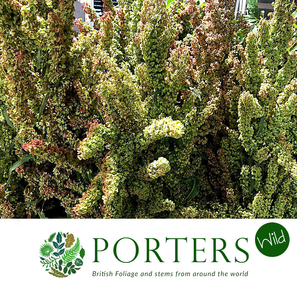 Sorrel 'Dock' (Wild) (Various Sizes)