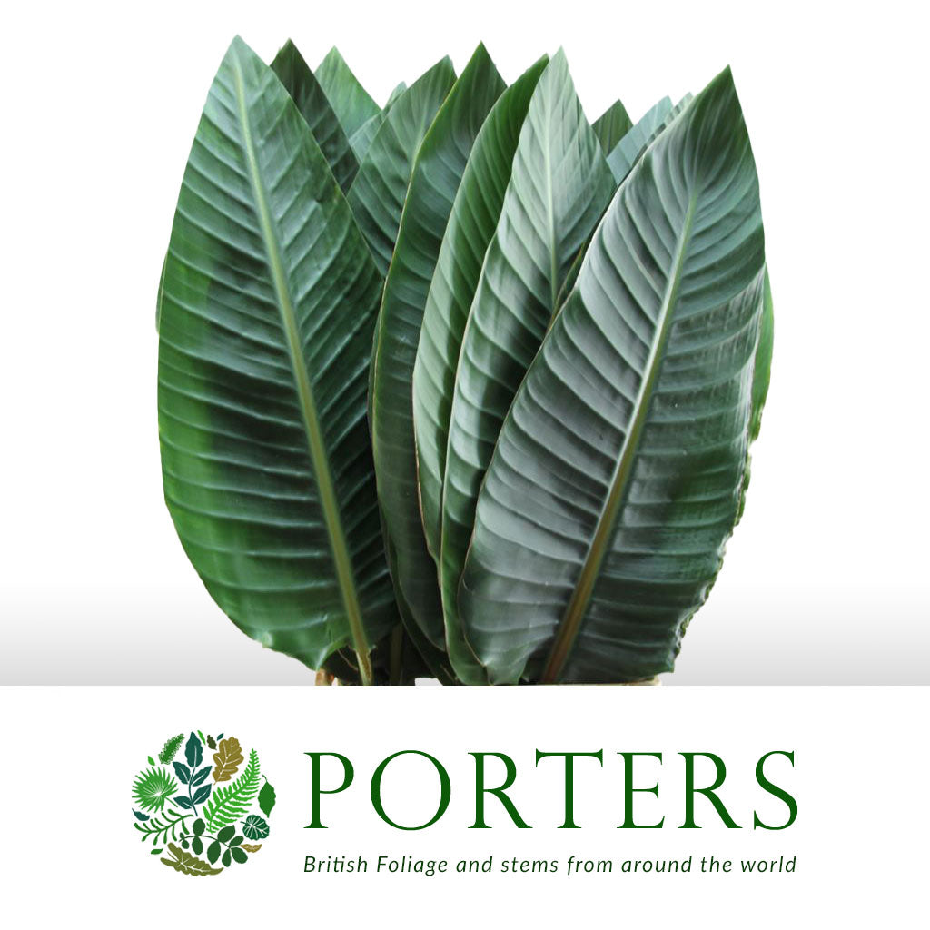 Strelitzia &#39;Leaves&#39; Fresh Large (x10)