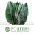 Strelitzia 'Leaves' Fresh Large (x10)