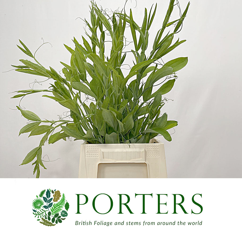 Sweet Pea 'Flowering' (Cultivated E) (x10)