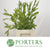 Sweet Pea 'Flowering' (Cultivated E) (x10)