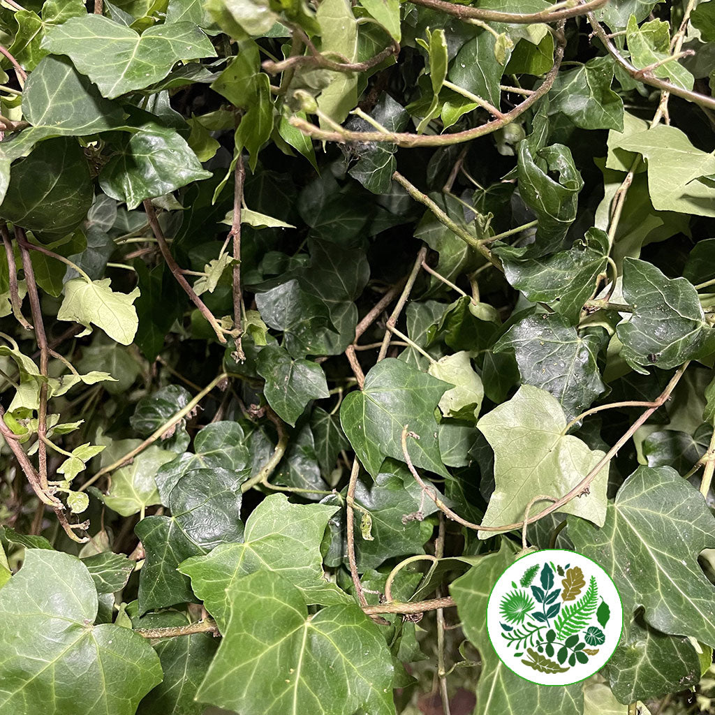 Ivy &#39;Trailing&#39; (Green) Wild