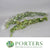 Ivy 'Trailing' (Green-White) (Cultivated) 1m  (x50)