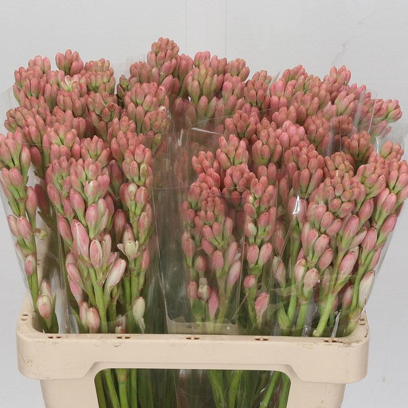 Polianthes 'Tuberosa' 60cm (x10)