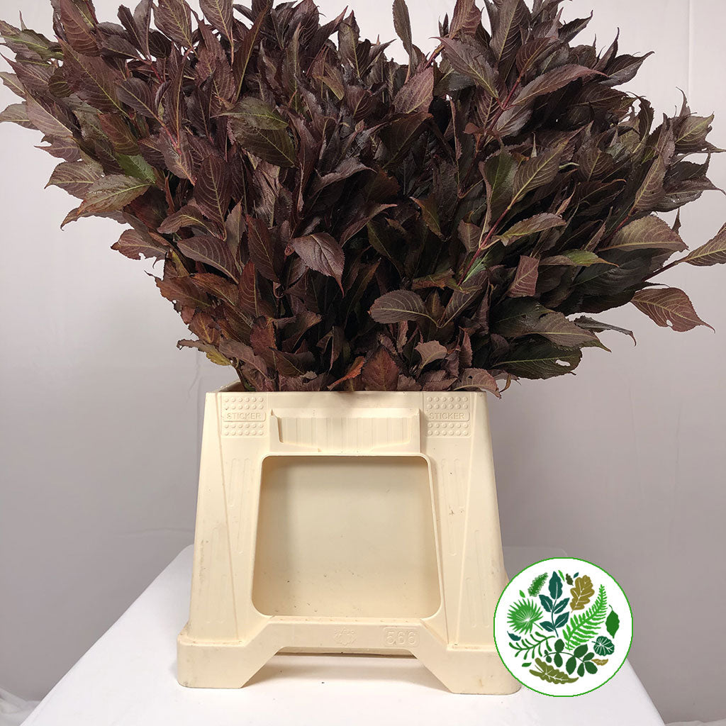 Weigela &#39;Dark Leaf&#39; E 50cm (x10)