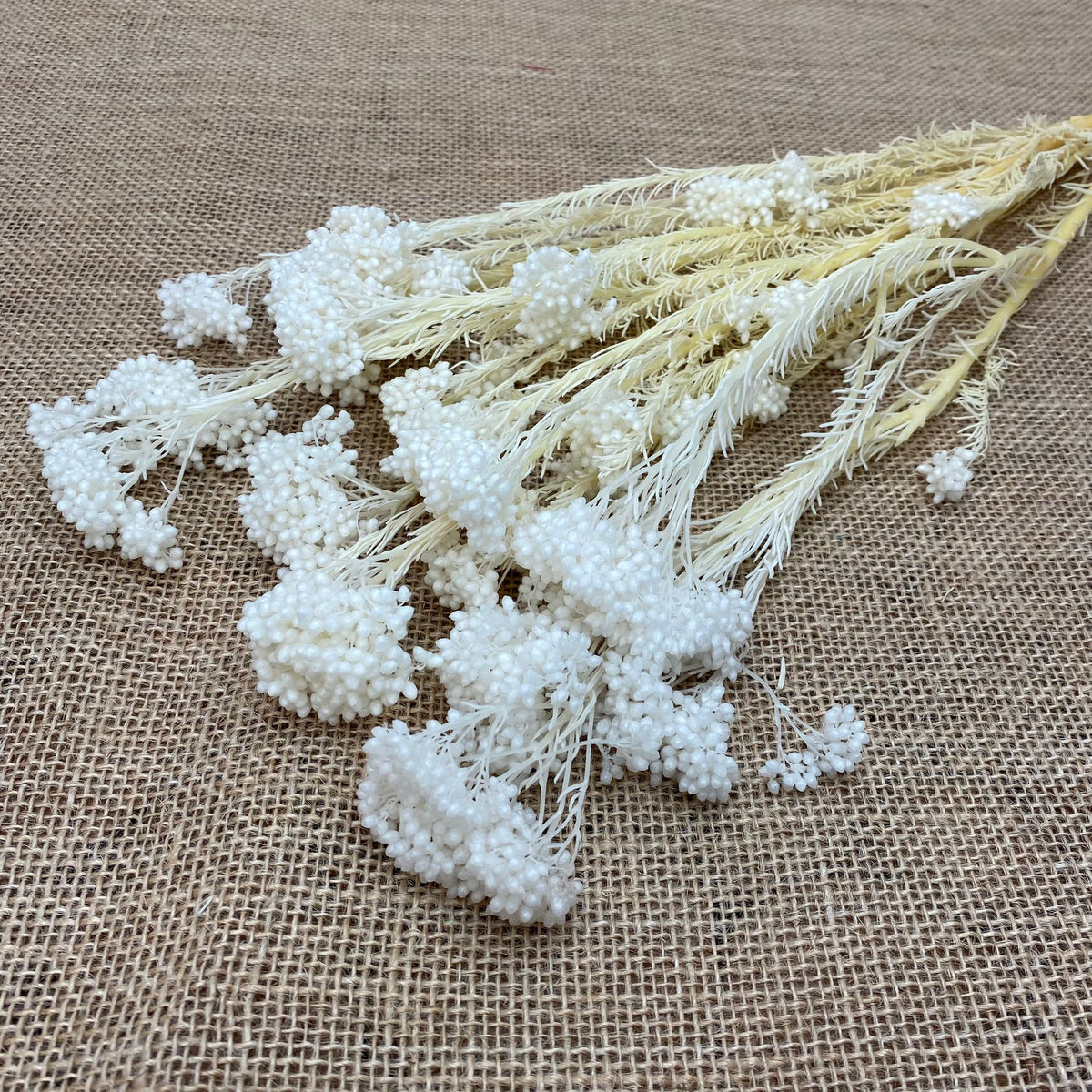 Rice Flower (Bleached) (DRY) 70cm