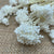 Rice Flower (Bleached) (DRY) 70cm